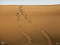 Tapeta National Geographic 292.jpg